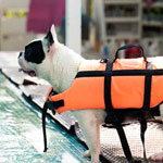  Tips To Keep Your Dog Safe In The Pool