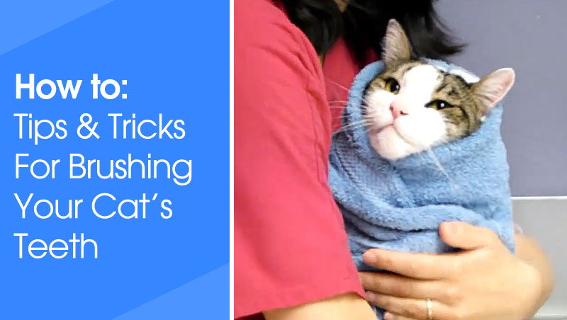 Toothbrushing for Cats