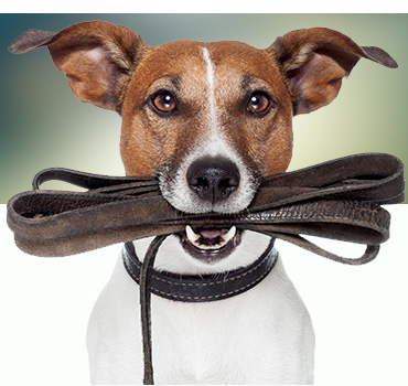 Top 10 Best Walking & Hiking Dog Products