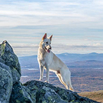 Top 10 Dog Friendly National Parks