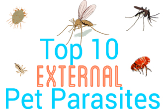 Top 10 External Pet Parasites