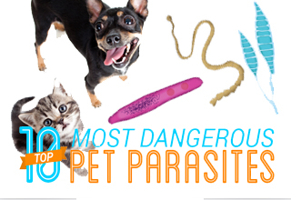 Top 10 Most Dangerous Pet Parasites