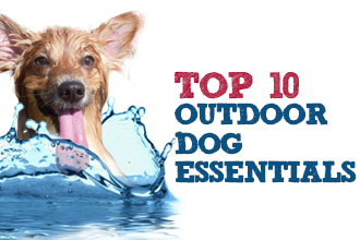 Top 10 Outdoor Dog Essentials