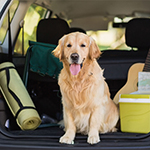 Top 10 Places to Take Your Pet On The East Coast