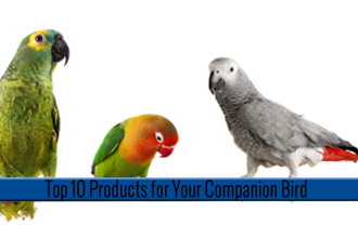 Top 10 Products for Your Companion Bird