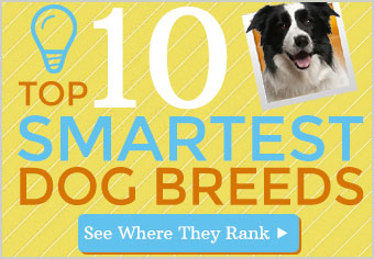 Top 10 Smartest Breeds