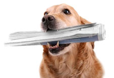 The Top 12 Most Loyal (and Brave) Dog Breeds