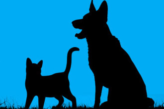 Top 15 Pet Products of 2015