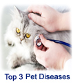 Top 3 Pet Diseases And Important Signs To Look For