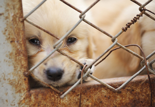 Top 6 Pet Stories of 2013!