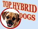 Top Hybrid Dogs