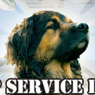 Top Service Dogs