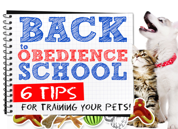 Top Tips for Training Your Pet
