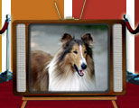 Top TV Pet Stars