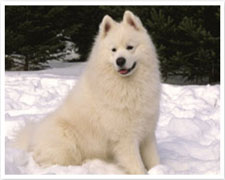 Top Winter Dog Breeds