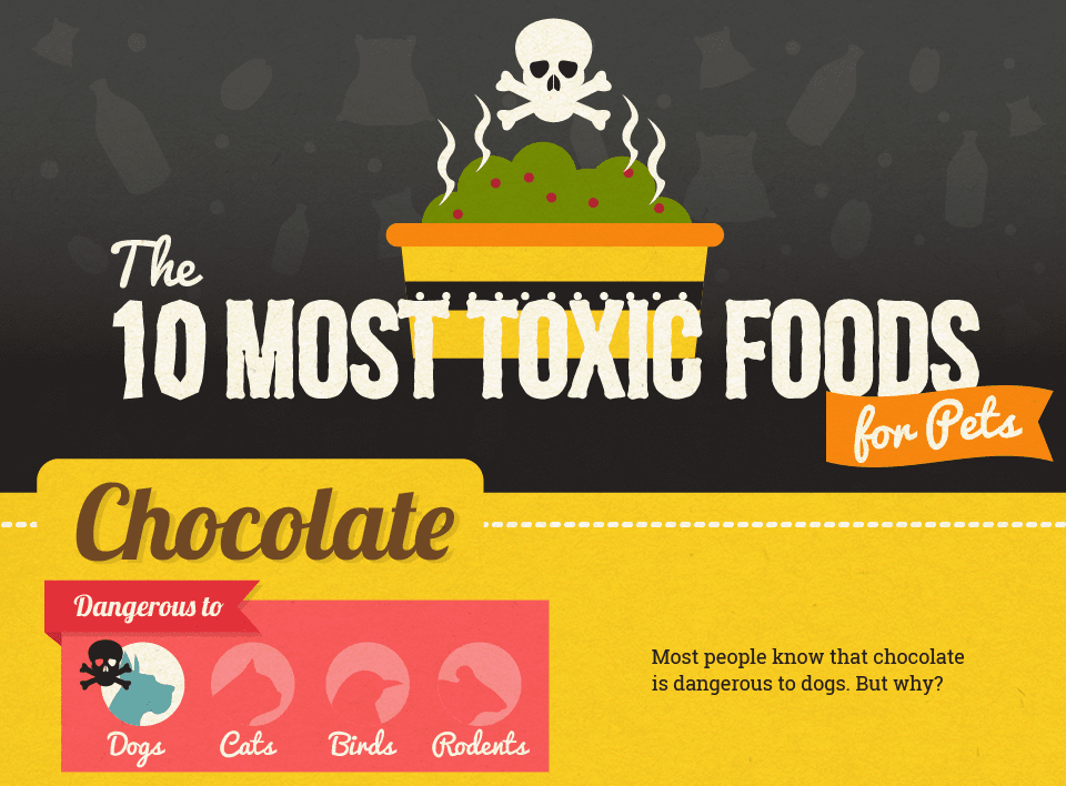 Toxic Food for Pets [Infographic]