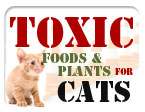 Toxic Foods & Plants for Cats
