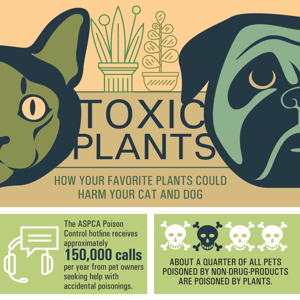Toxic Plants - How Houseplants Can Harm Pets[infographic]