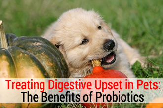Treating Digestive Upset in Pets: The Benefits of Probiotics