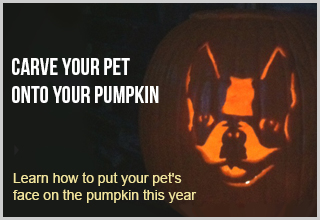 Turn Your Pet into a Cool Jack-o'-Lantern Design!