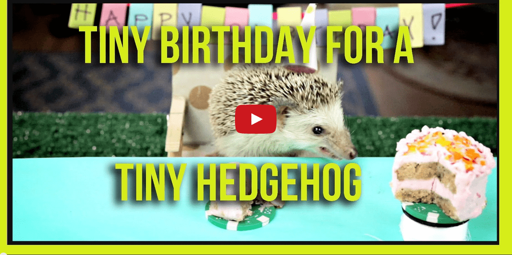 Two Hamster and a Hedgehog Eat Miniature Cakes- And It's Pretty Fun to Watch