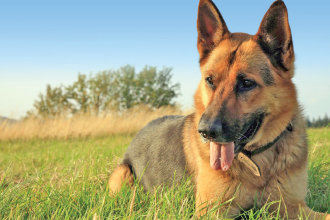 Vetoquinol Dentahex and Maintaining Dental Health in Dogs