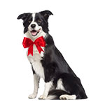 Valentine's Day Store