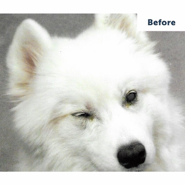 VETERICYNVF-PLUS-ANTIMICROBIAL-OPHTHALMIC-SOLUTION-2OZ