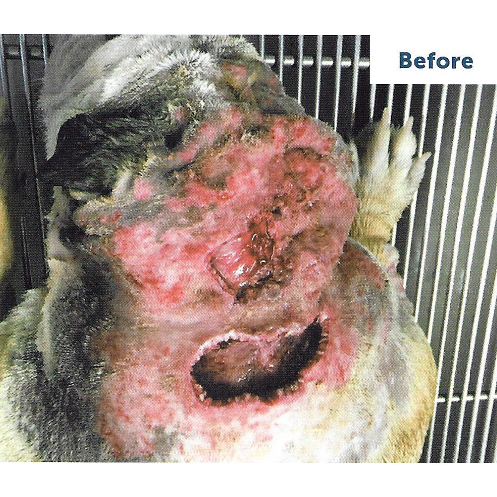 VETERICYNVF-PLUS-ANTIMICROBIAL-WOUND-SKIN-CLEANSER-16OZ