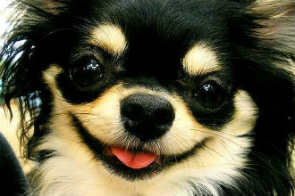 Vote for Your Favorite Small Dog Smile!