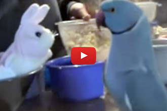 Wait Until You See How This Parrot Reacts To His New Friend