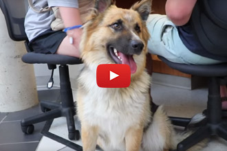 Wait Until You See What He Brings The Shelter Dogs