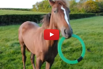 Wait Until You See Who Comes To Play With The Horse!