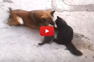 Wait Until You See Who This Mama Cat Introduces Her Kittens Too!