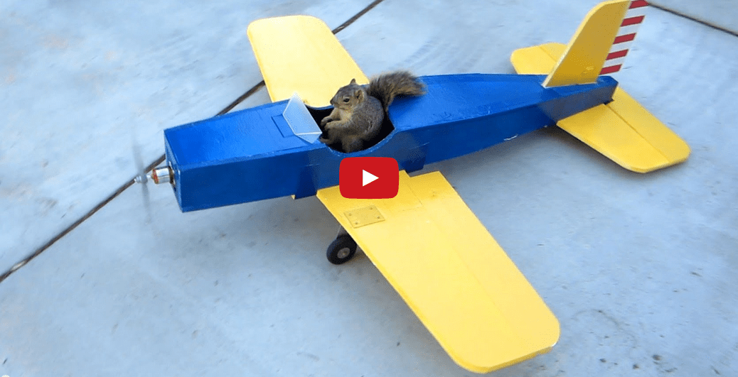 Watch A Rogue Squirrel Hijack A Model Airplane! Simply AMAZING!!