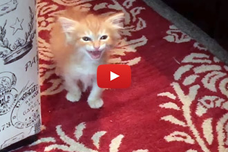 Watch Boris The Kitten Order A Meal!