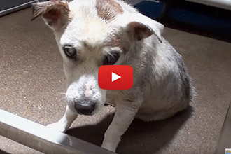 Watch Cappy Go From Homeless and Blind To Rescued And Seeing!