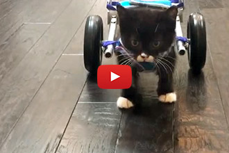Watch Cassidy The Miracle Kitten, Take His First Steps In His Swanky New Wheelchair!