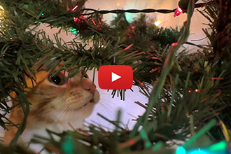 Watch Cole & Marmalade Get Into The Catmas Spirit!