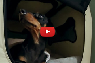 Watch How Crusoe The Dachshund Wakes Up!