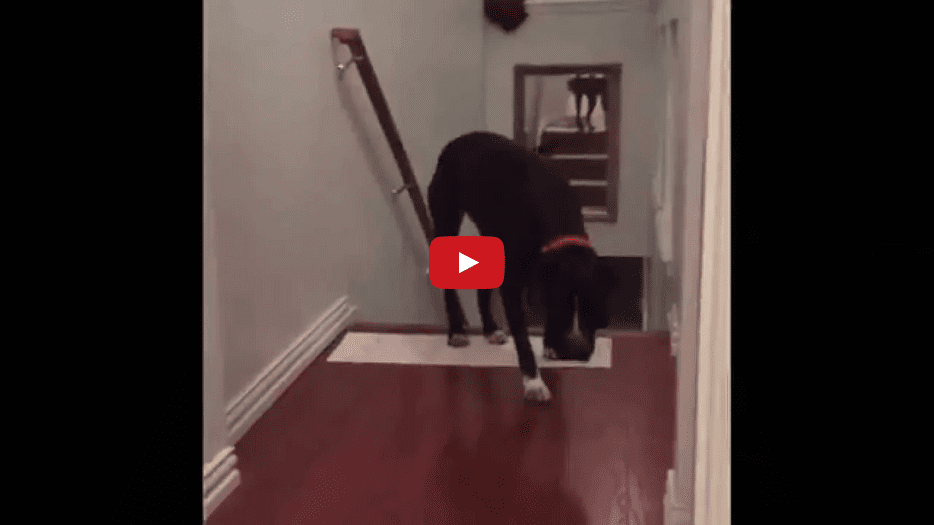 Watch How This Dog Overcomes His Unusual Fear of Doors in an Equally Unusual Way!