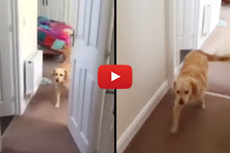 Watch How This Dog Reacts When His Owner Returns But He Can't Find Her!