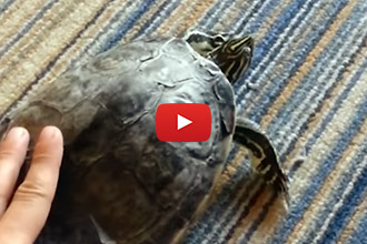 Watch How This Turtle Reacts To Having His Shell Scratched