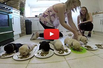 Watch These 10 Adorable Labrador Puppies Learn to Eat Solid Food for the First time!