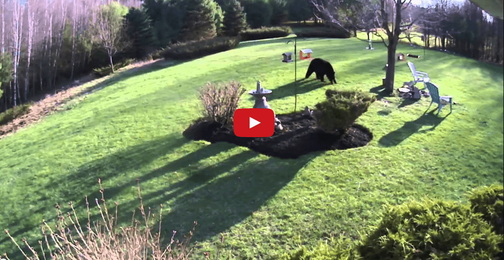 Watch These Brave Bulldogs Keep A Black Bear At Bay! You Won't Believe It!