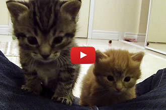 Watch These Kittens Adorably Respond To Their Foster Mom's Voice