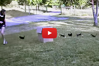 Watch these Kittens Prance in Formation from one Person to Another!