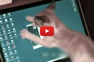 Watch These Pets Celebrate Labor Day!