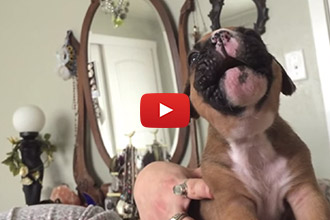 Watch This Adorable 3 Week Old Puppy Learn to Howl for the First Time!