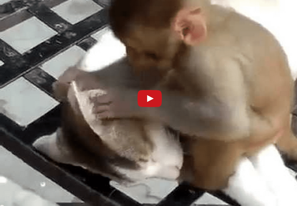 Watch This Adorable Baby Monkey Berate an Amazingly Patient Cat!!